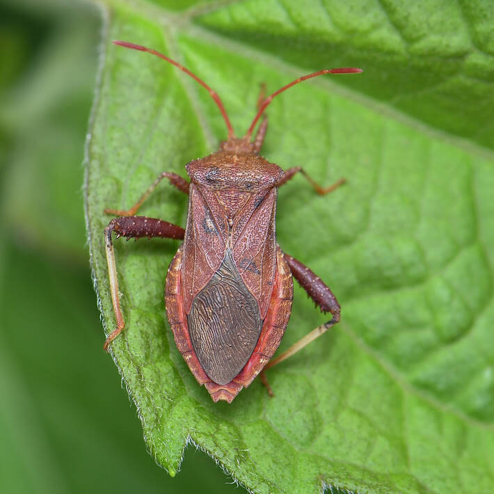 Helmeted Squash Bug (1)