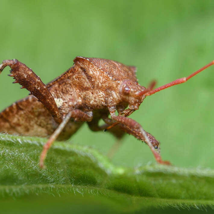 Helmeted Squash Bug (3)