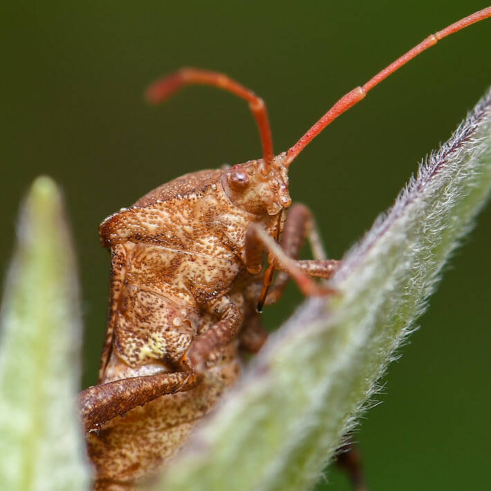 Helmeted Squash Bug (4)