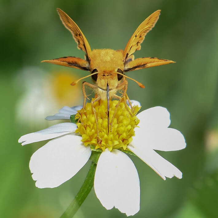 Fiery Skipper (2)