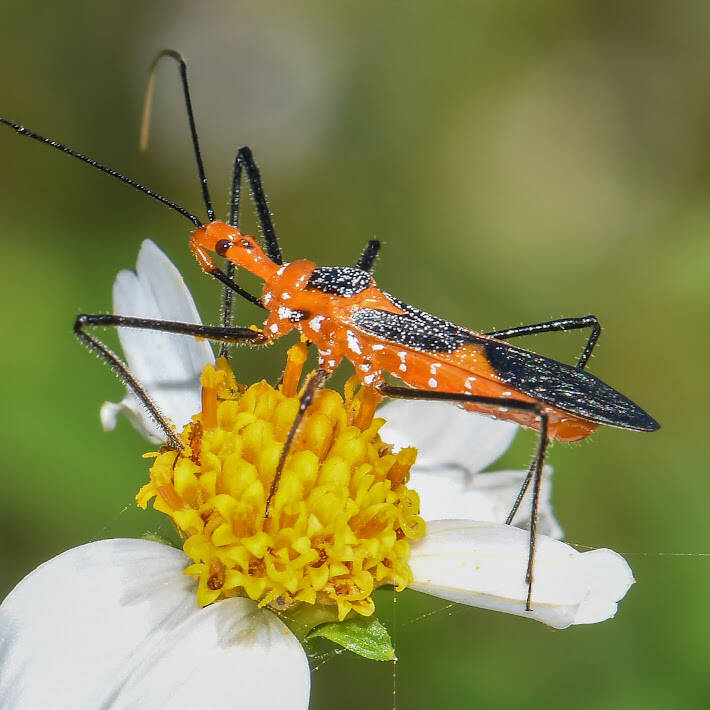 Milkweed Assassin Bug (2)