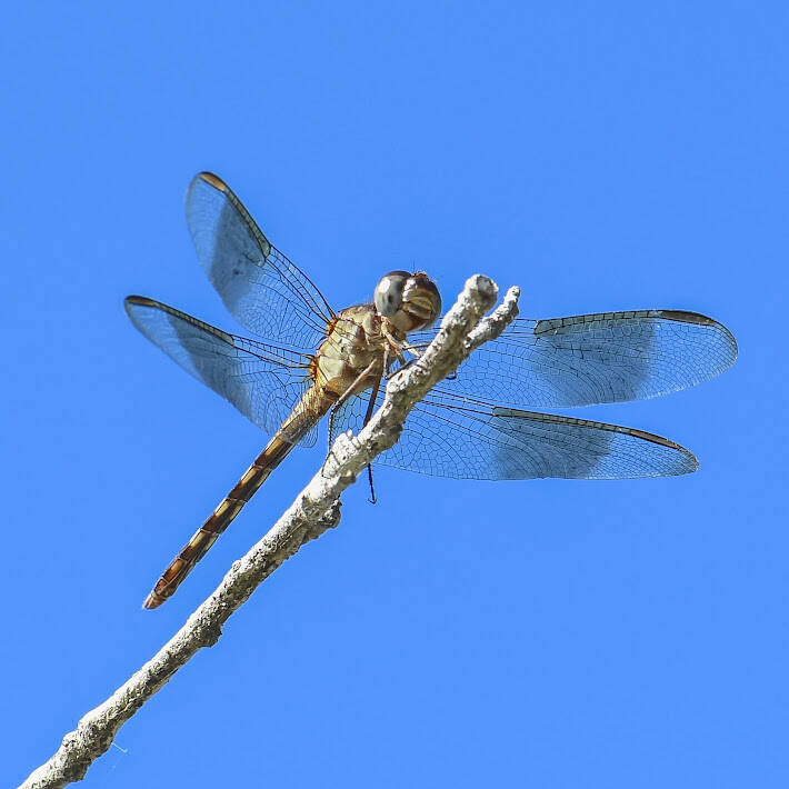 Band-Winged Dragonlet (7)
