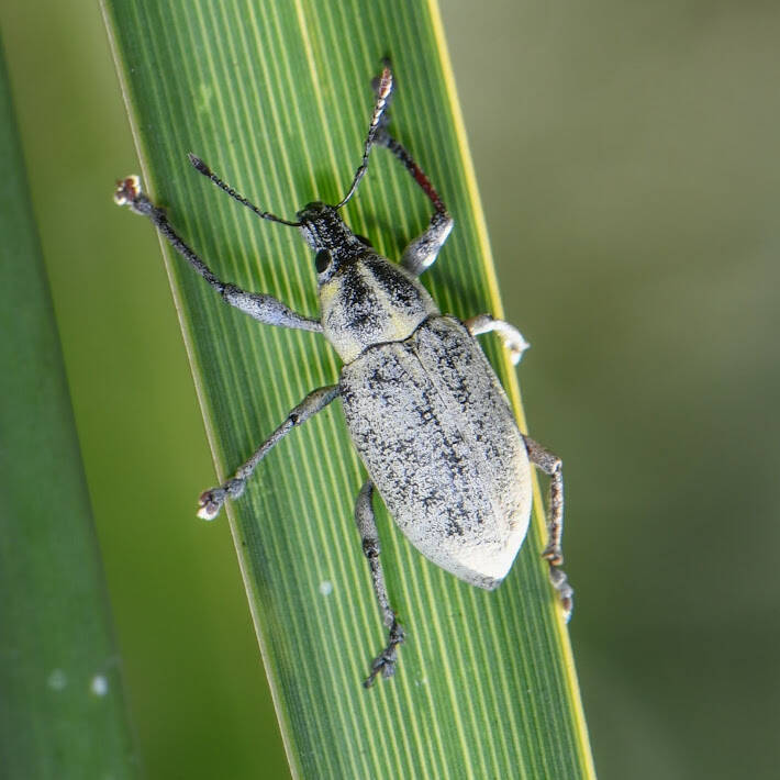 Blue-Green Citrus Root Weevil (3)
