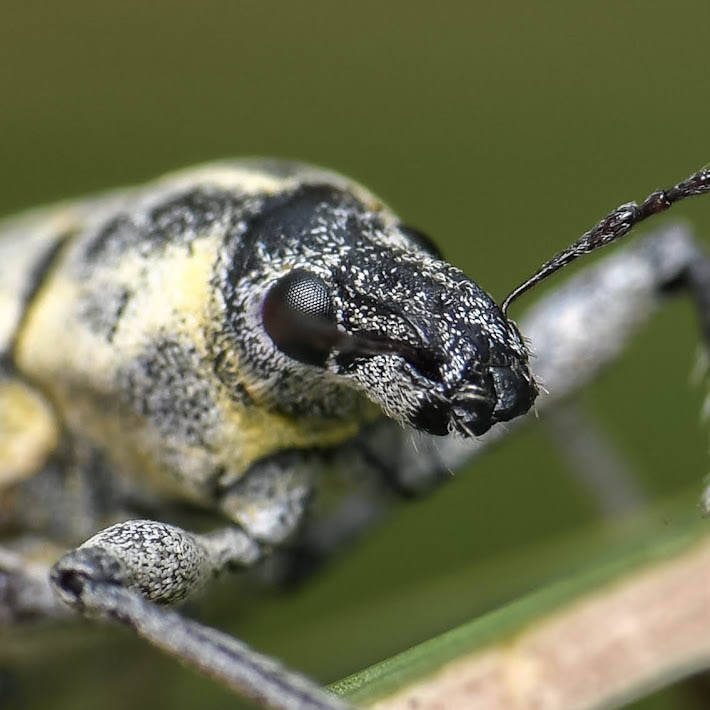 Blue-Green Root Weevil (4) 