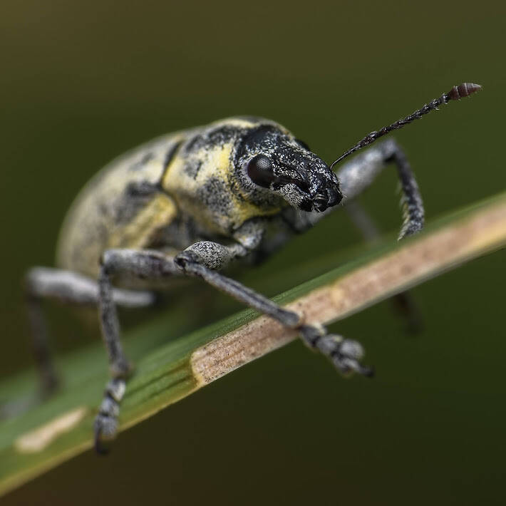 Blue-Green Root Weevil (5)