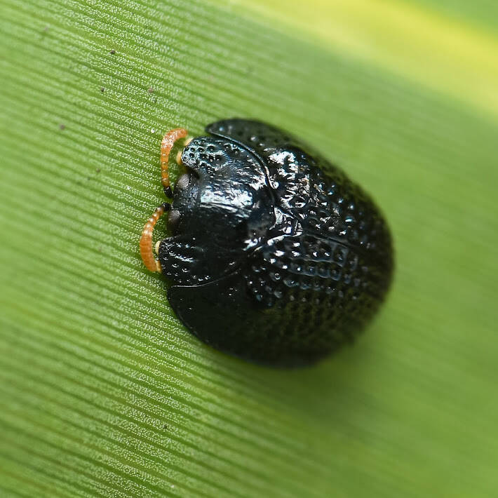 Palmetto Tortoise Beetle (3)