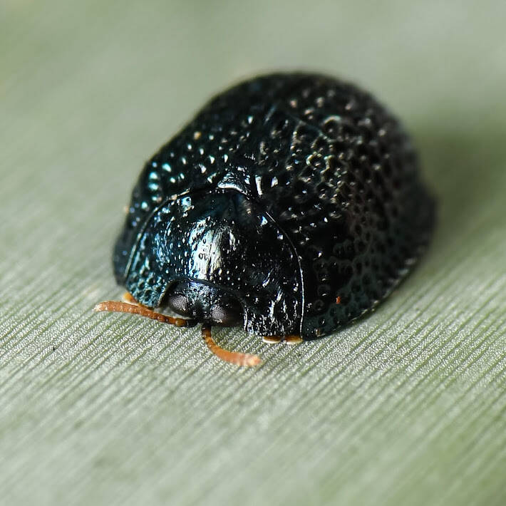 Palmetto Tortoise Beetle (1)