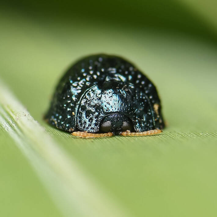 Palmetto Tortoise Beetle (2)