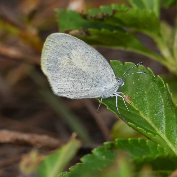 Barred Yellow (3)