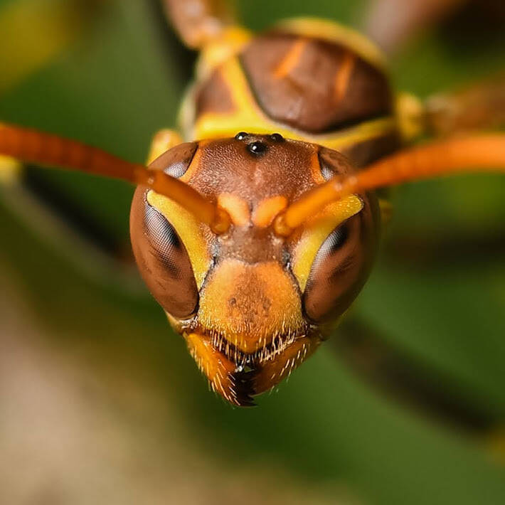 Mexican Paper Wasp (3)