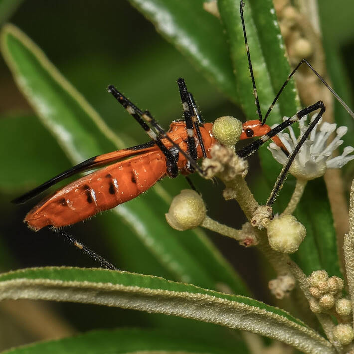 Milkweed Assassin Bug (3)