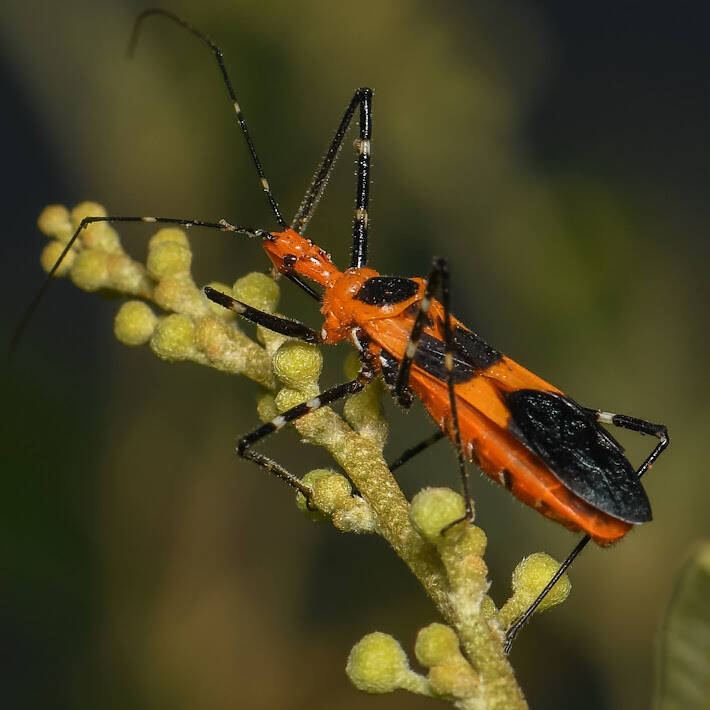 Milkweed Assassin Bug (4)
