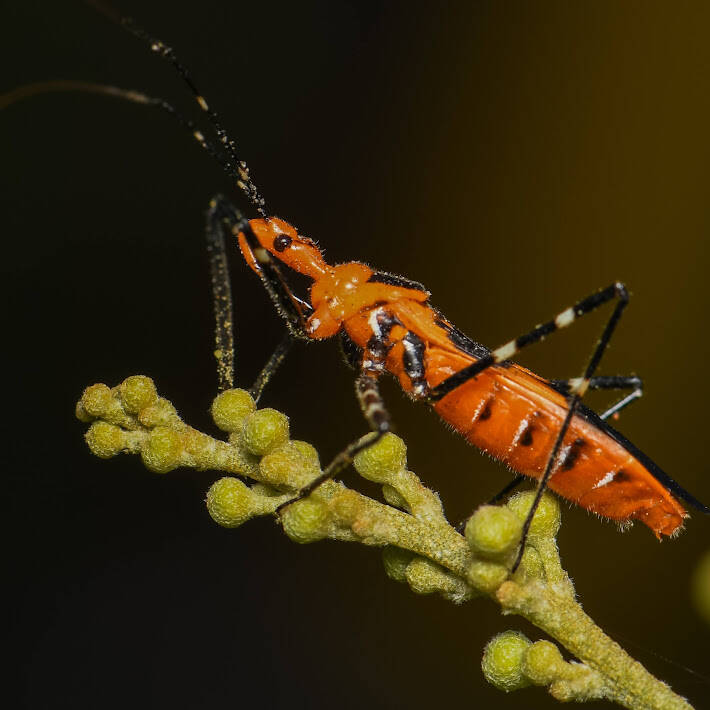 Milkweed Assassin Bug (5)