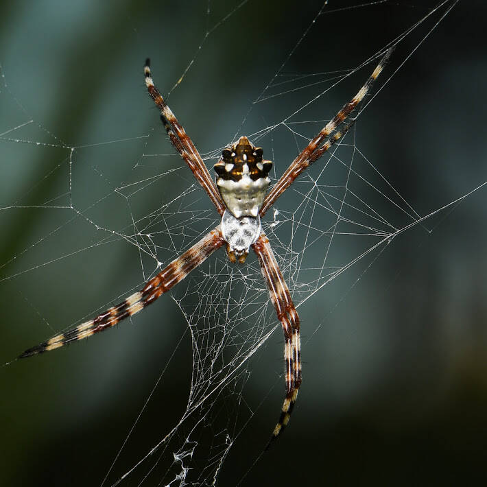 Silver Argiope (3)