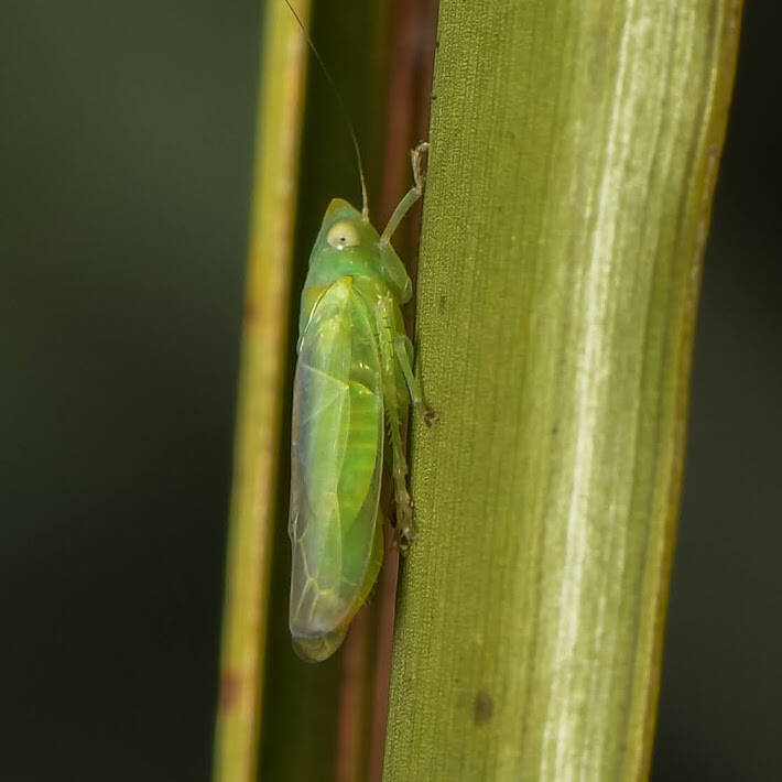 Neocoelidia tuberculata Leafhopper (1)