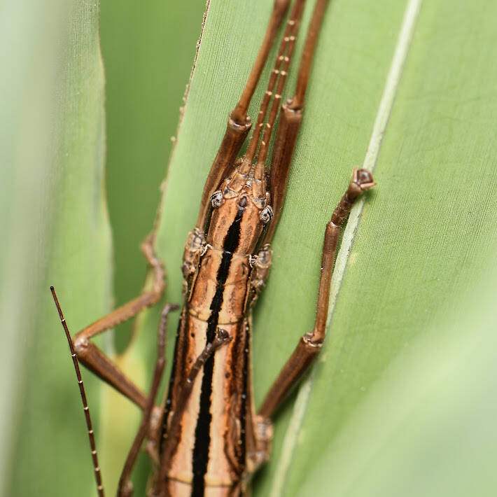 Southern Two-Striped Walkingstick (1)