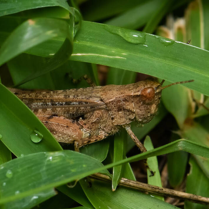 Slant-Faced Grasshopper (1)