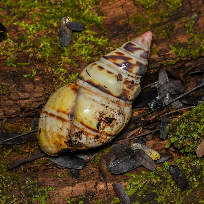 Florida Tree Snail