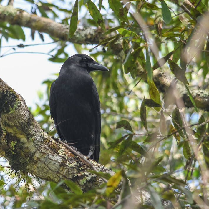 Florida Crow (3)
