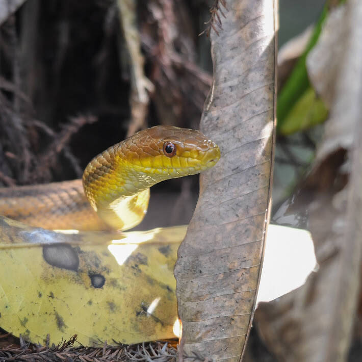 Eastern Ratsnake (6)