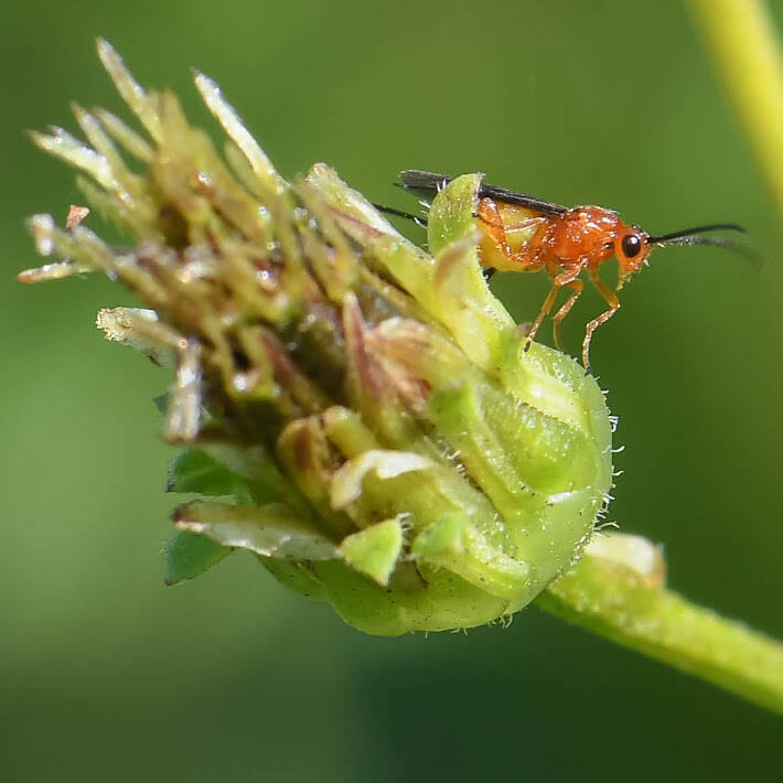 Acathidinae Braconid Wasp (1)