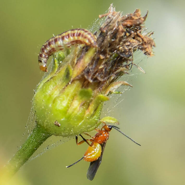 Acathidinae Braconid Wasp (2)