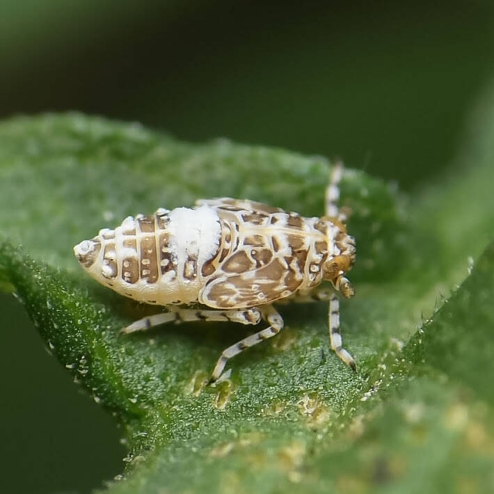 Stobaera Delphacid Planthopper (1)