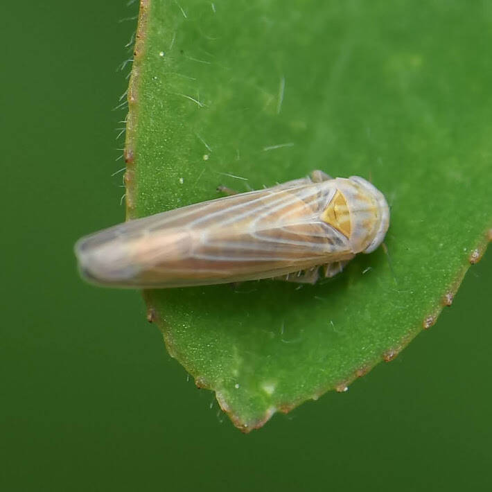 Balclutha Leafhopper (1)