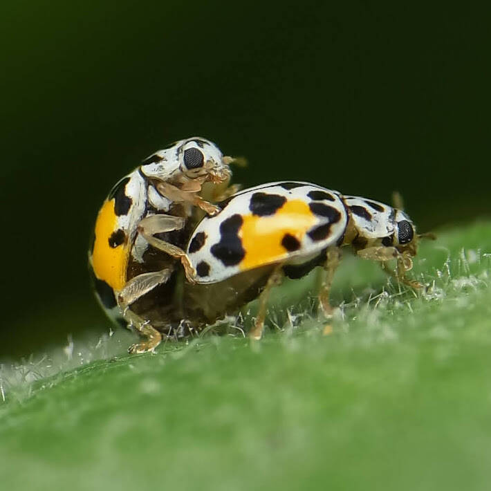 Cuban Fairy Lady Beetle (1)