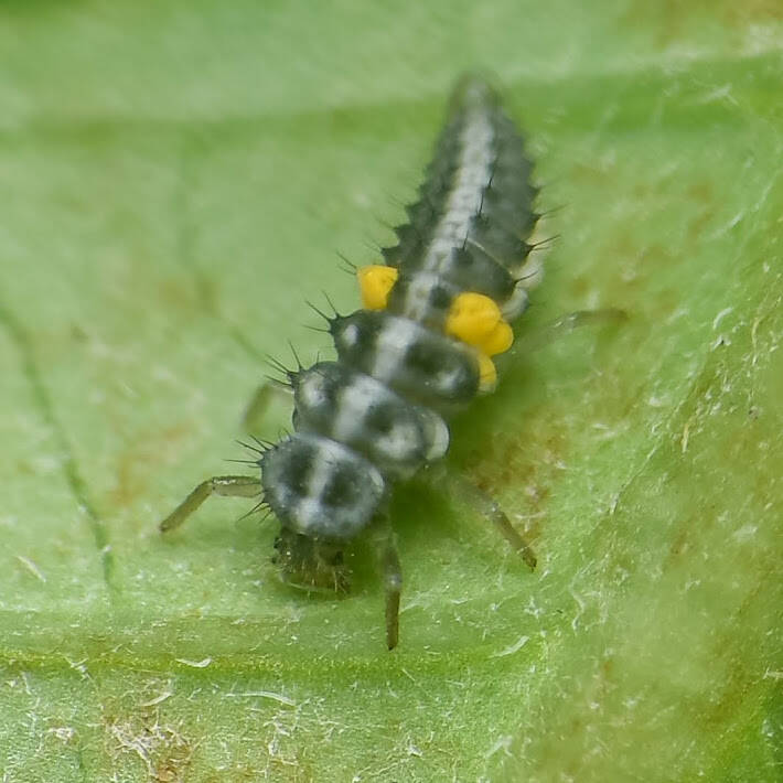 Cuban Fairy Lady Beetle (2)