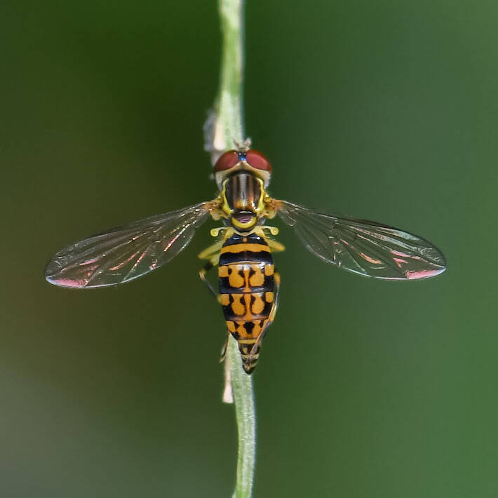 Yellow-Shouldered Calligrapher (1)