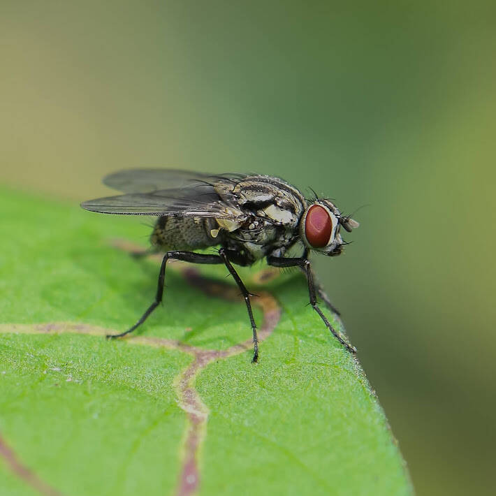 Muscoid Fly (1)