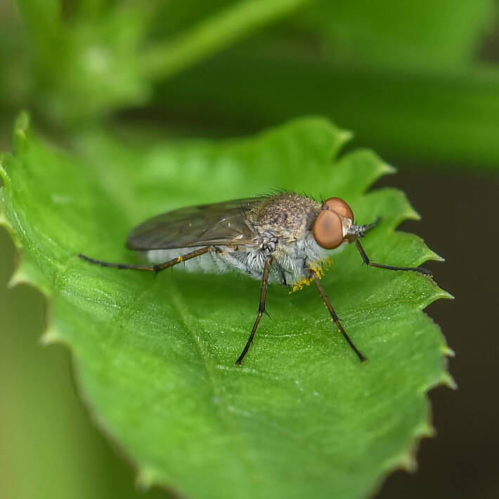 Brachilinga Stiletto Fly (1)