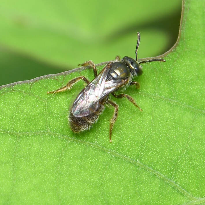 Metallic Sweat Bee (1)