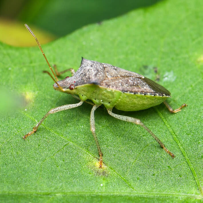 Brown Stinkbug (6)