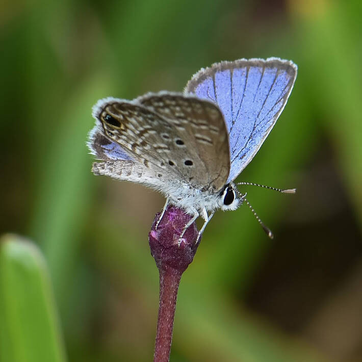 Ceraunus Blue (5)