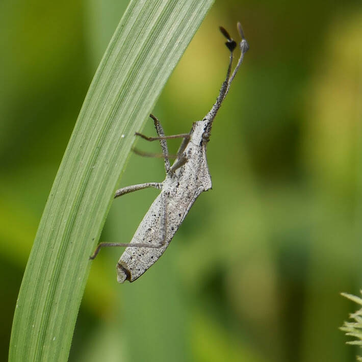 Euphorbia Bug (4)