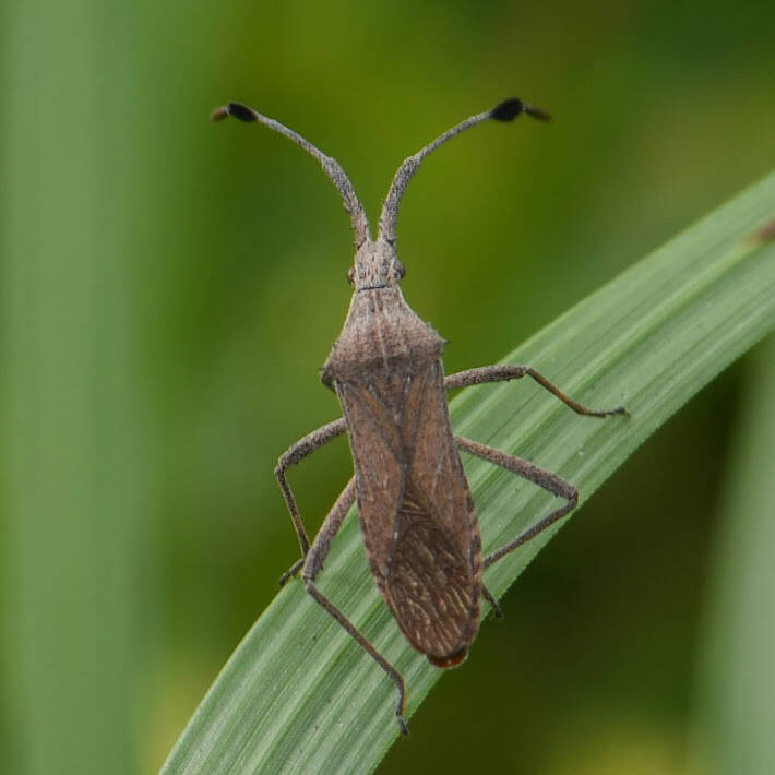Euphorbia Bug (5)