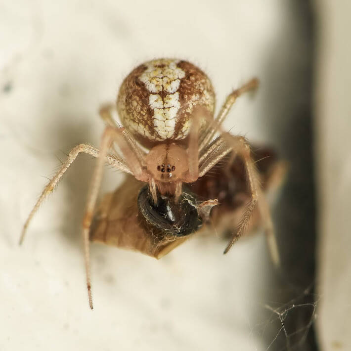 Cobwed Spider (2)