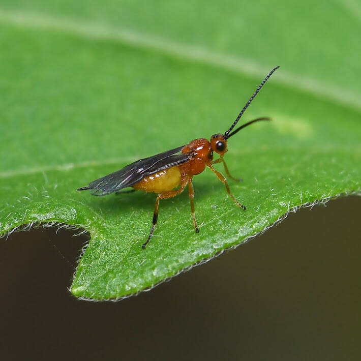 Acathidinae Braconid Wasp (3)