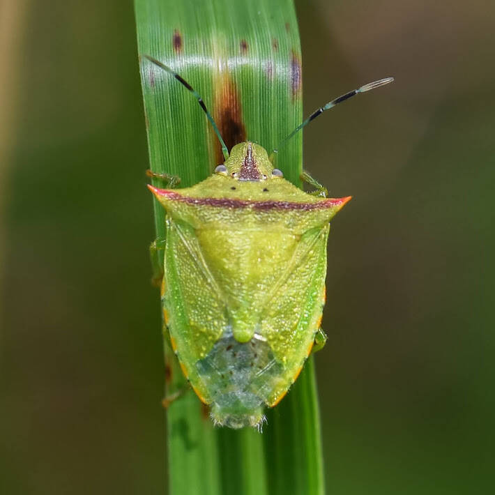 Neotropical Red-Shouldered Stinkbug (1)