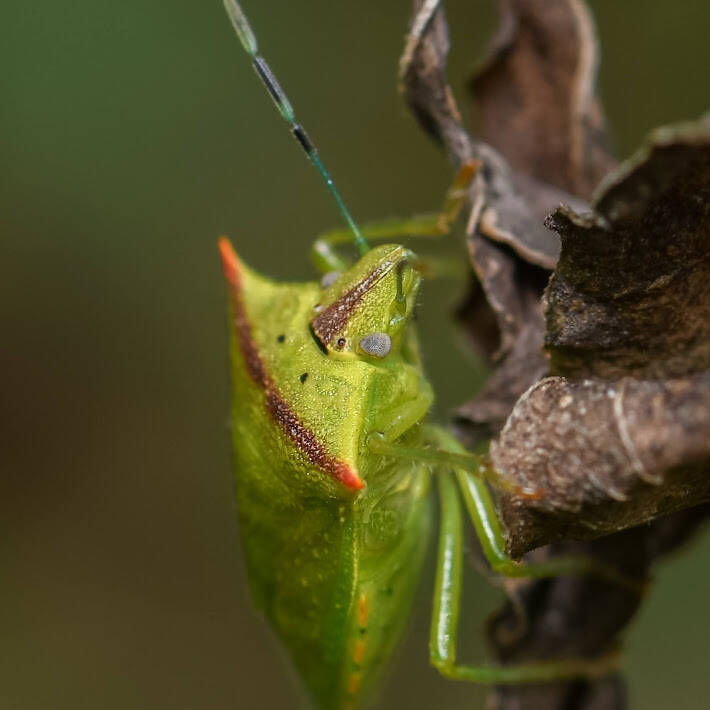 Neotropical Red-Shouldered Stinkbug (2)