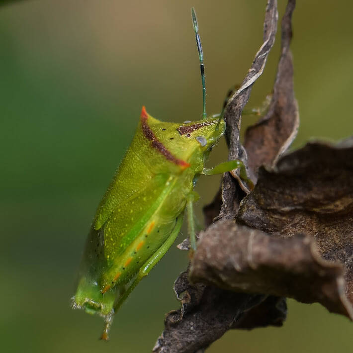 Neotropical Red-Shouldered Stinkbug (3)