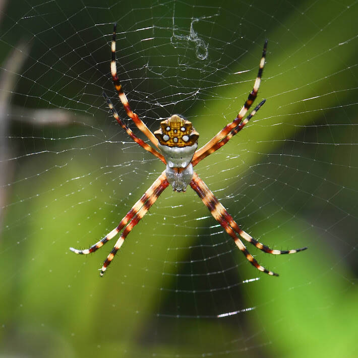 Silver Argiope (4)