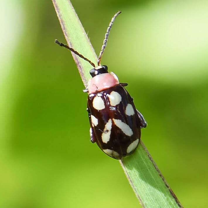 Oblique-Banded Flea Beetle (1)