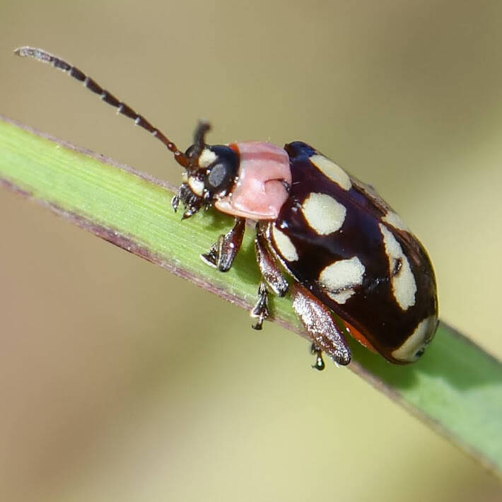 Oblique-Banded Flea Beetle (2)