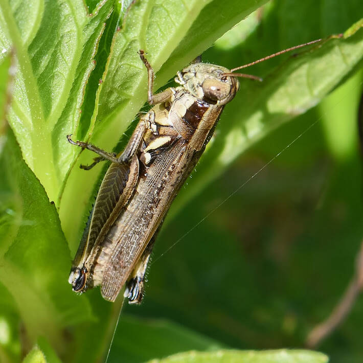 Atlantic Grasshopper (1)