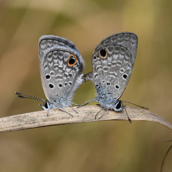 Ceraunus Blue (6)