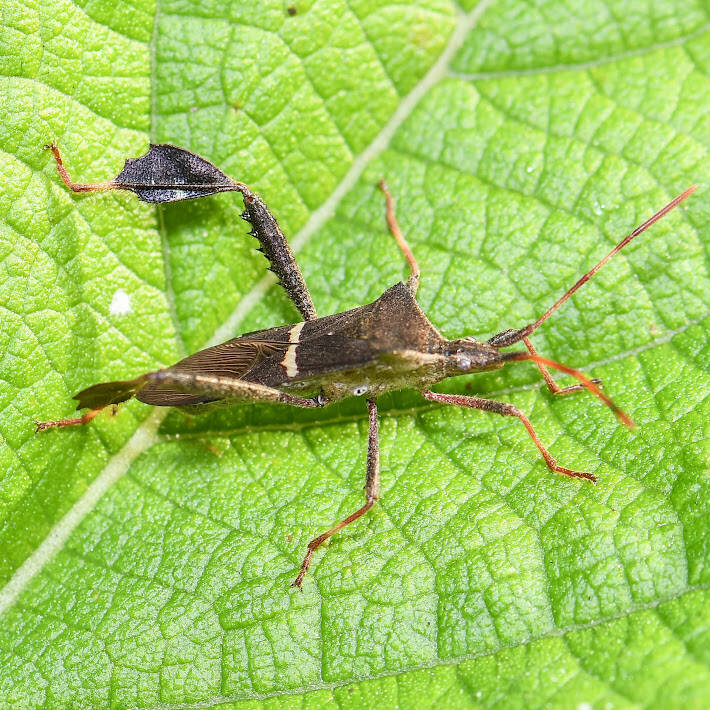 Eastern Leaf-Footed Bug (1)