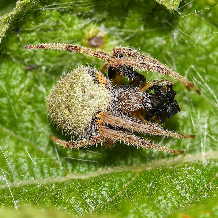 Tropical Orbweaver (2)